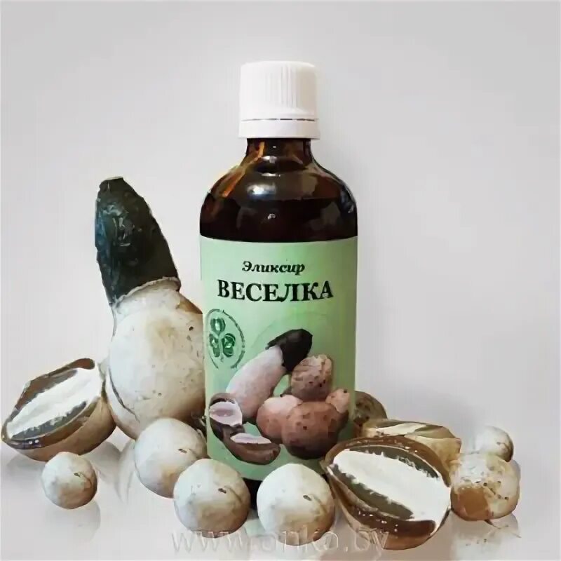 Фито аптекарь. Настойка гриба веселка. Весёлка обыкновенная лечебные. Весёлка обыкновенная. Лечение настойкой веселки.