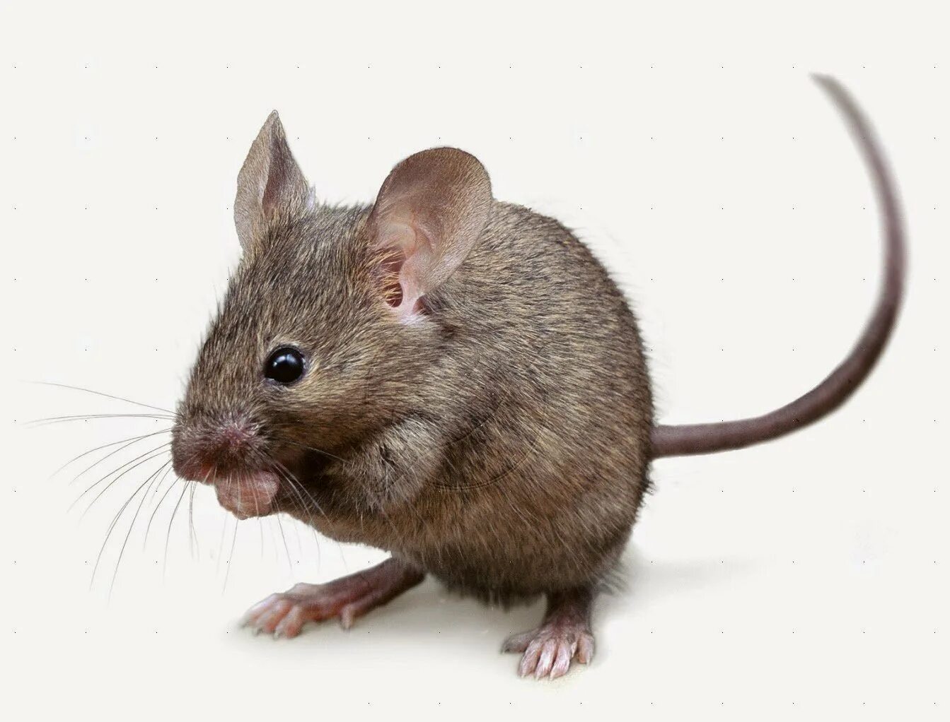 Mouse en