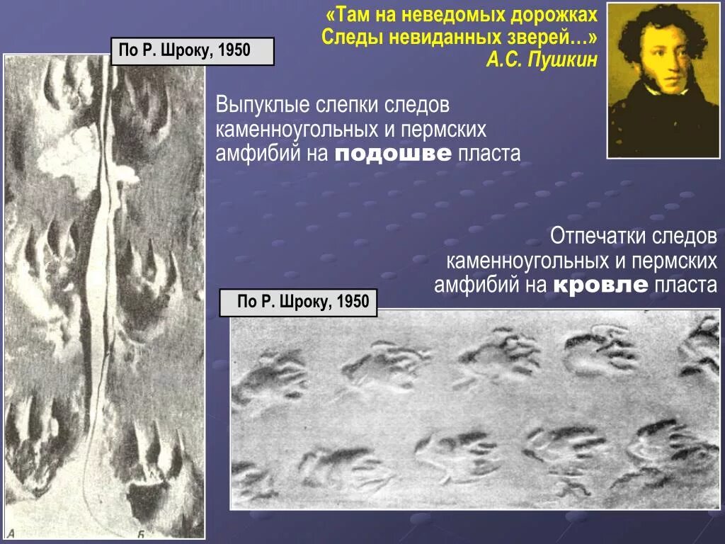 Следы невиданных зверей. Там на невиданных дорожках следы невиданных зверей. Там на неведомых дорожках следы. Следы невиданных зверей Пушкин. Неведомые дорожки следы невиданных зверей