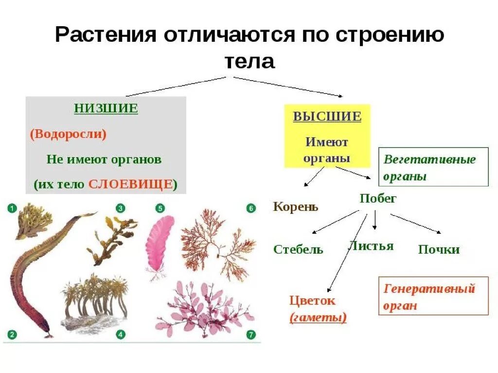 Строение и многообразие водорослей. Споровые растения низшие высшие схема. Строение низших споровых растений. Растения отличаются по строению тела. Суждения о тканях высших растений