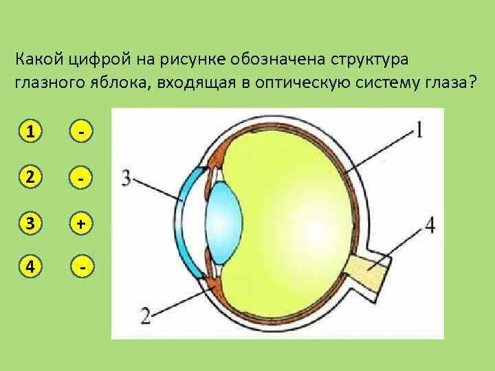 Обозначьте на рисунке строение глаза