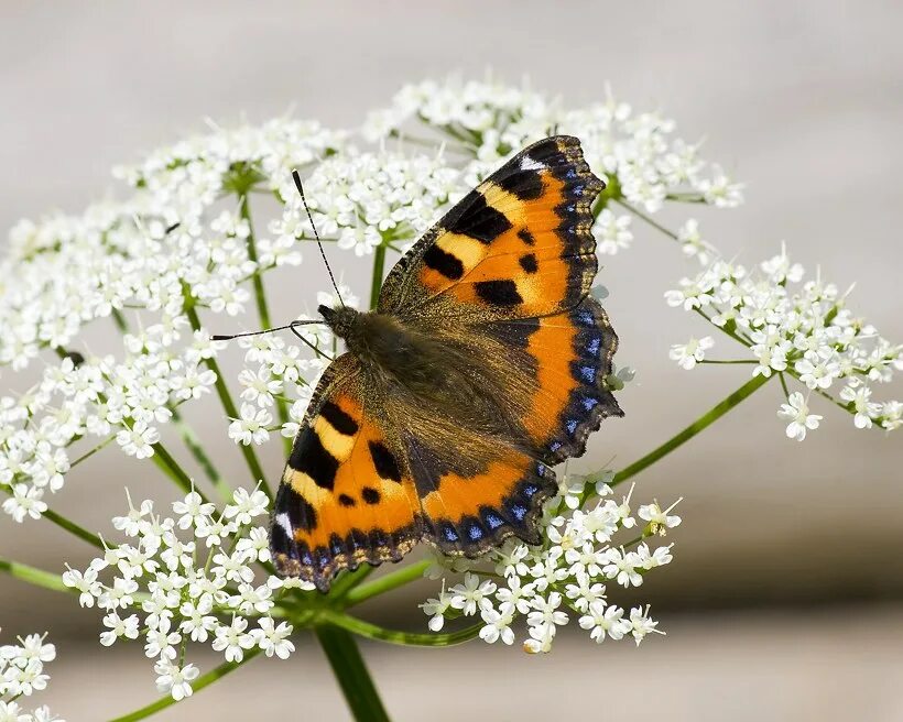 Крапивница виды фото Las 10 mariposas más pequeñas del mundo