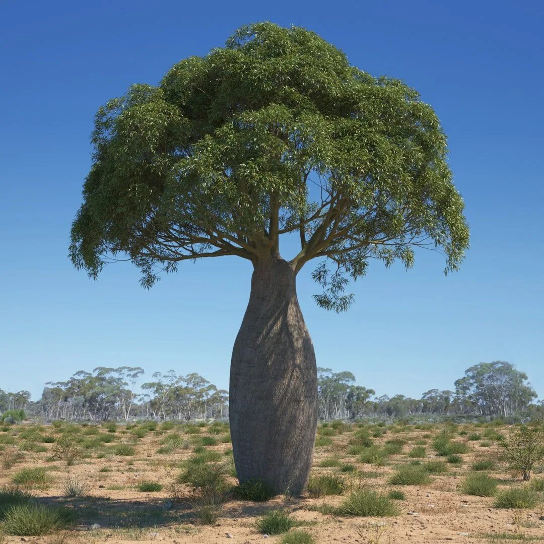 Amazon.com: Exotic Trees