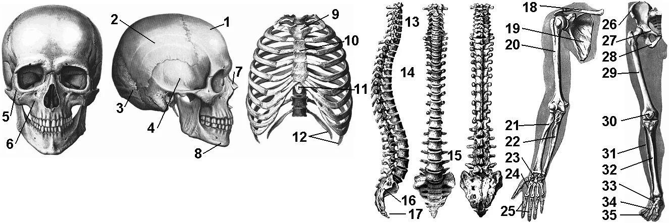 Скелет человека анатомия без подписей. Кости человека и их названия. Человеческий скелет название костей. Назовите указанные кости