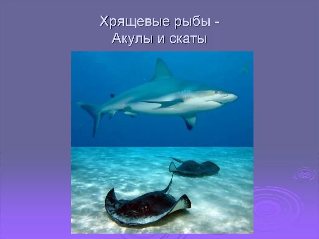 Почему акулы и скаты наиболее примитивные рыбы. Акулы и скаты. хрящевые рыбы. хрящевые скаты. хрящевые рыбы скаты.