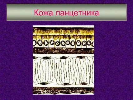 Строение покровов тела у ланцетников