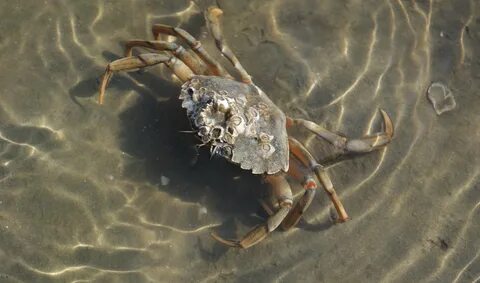 Крабик вода