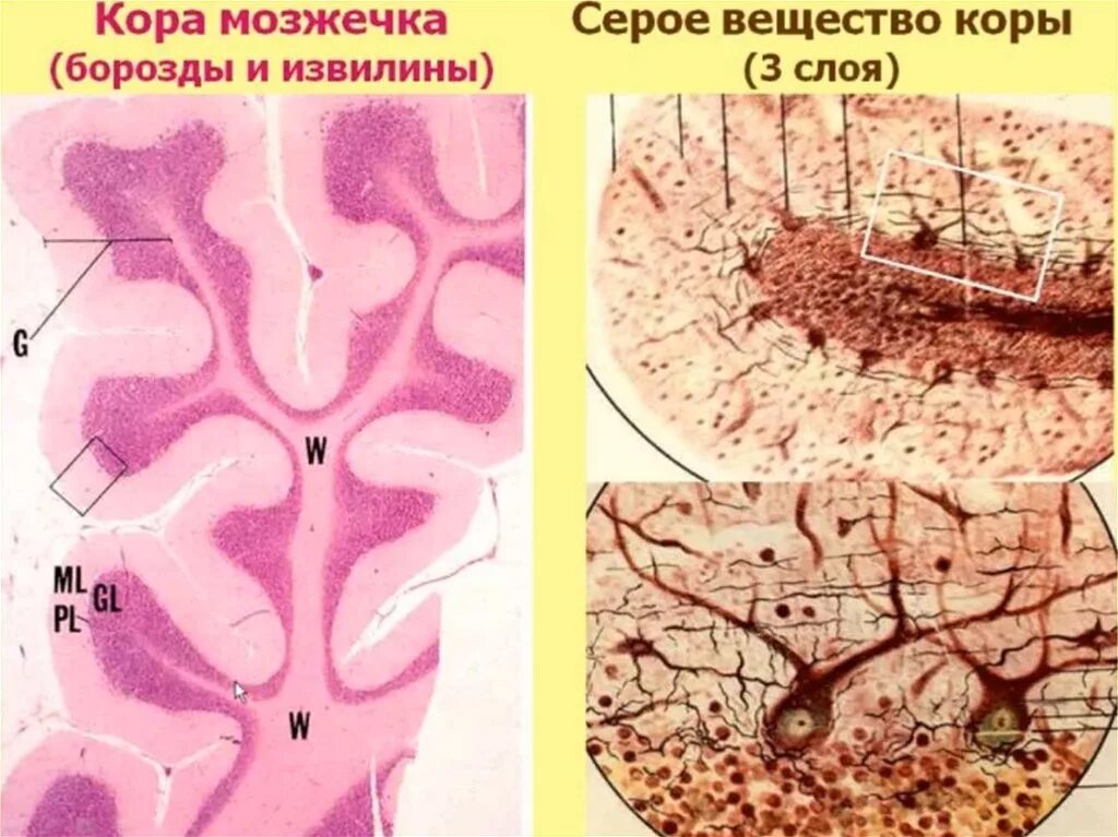 Функции клеток мозжечка. Мозжечок гистология препарат. мозжечок строение серого и белого вещества. серое вещество коры мозжечка. кора мозжечка препарат.