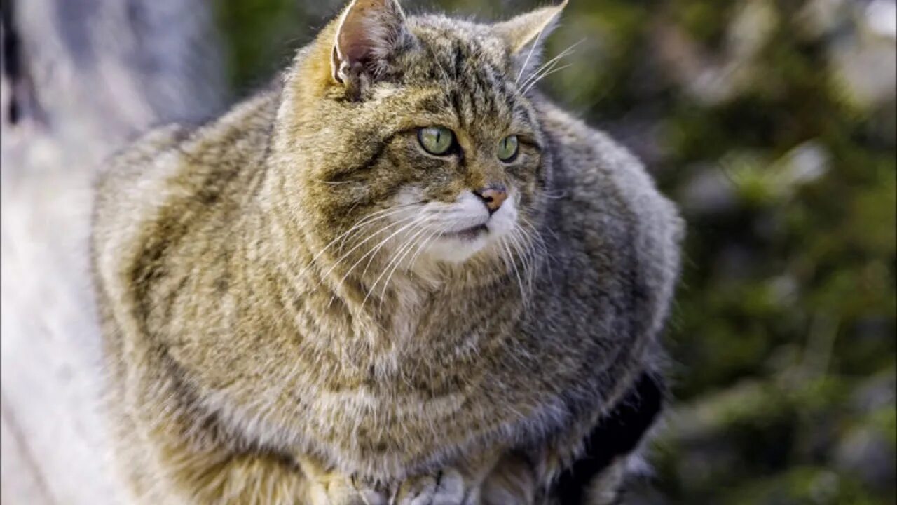Znalezione obrazy dla zapytania felis silvestris silvestris Gatos, Fotografía de