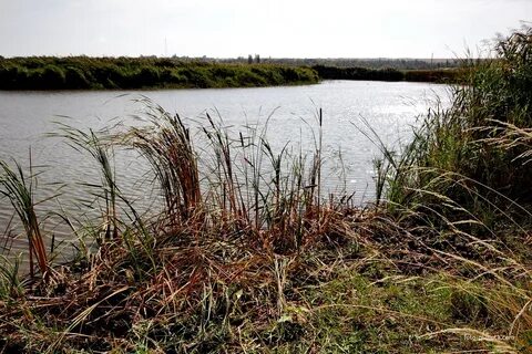Погода дубравный цимлянский