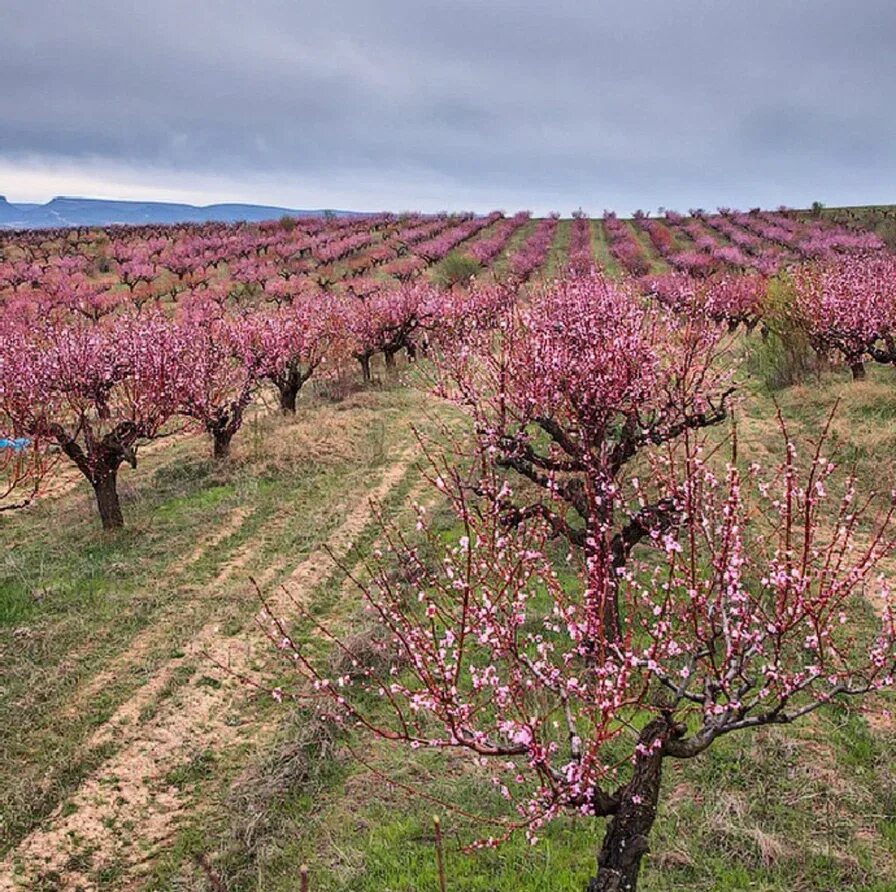 Персиковые плантации в крыму. Цветение миндаля и персика в крыму. Цветение персиков бахчисарай. Цветение персиков в крыму. Цветение персиков в крыму.