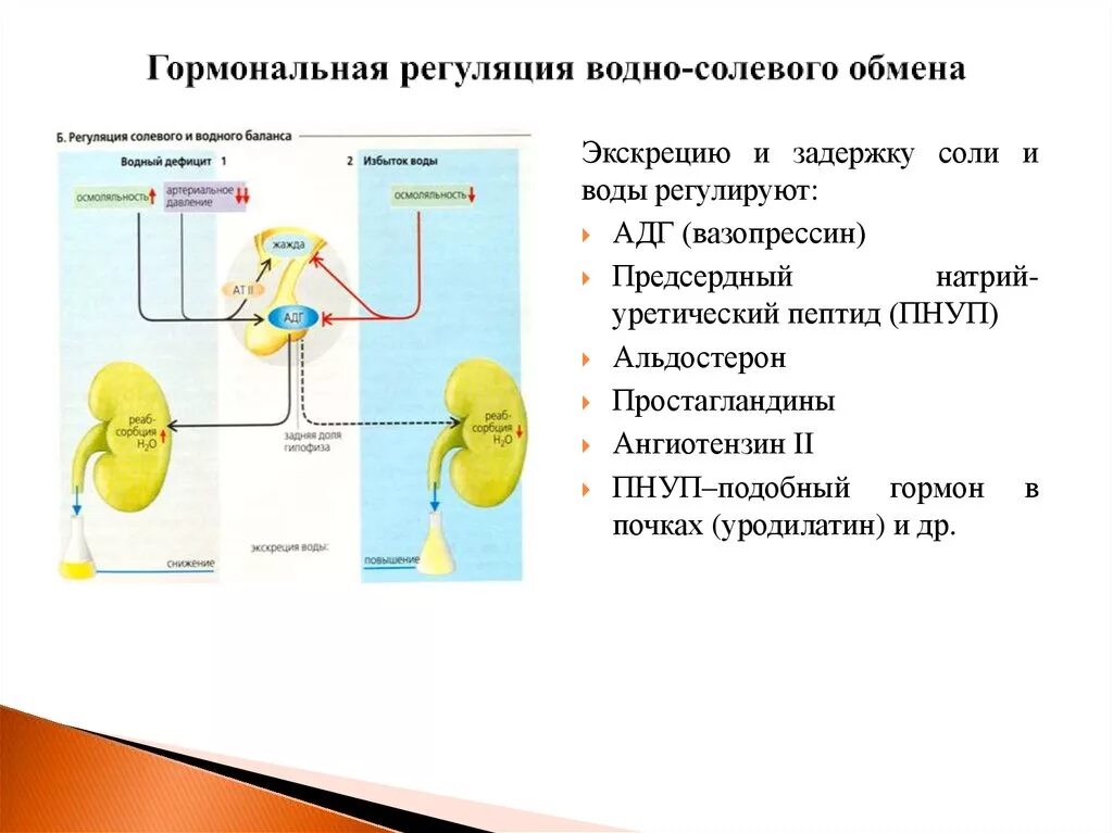 Регуляции водно солевого обмена в организме человека. Регуляция водно-солевого обмена гормоны. Гормоны регулирующие водно-солевой обмен. Гормональная регуляция водно-солевого обмена. В регуляции водно-солевого обмена участвует.