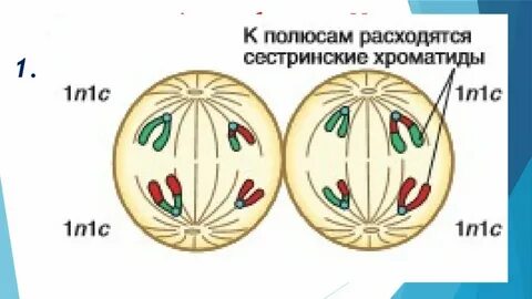 Расхождение сестринских хроматид к полюсам клетки мейоз