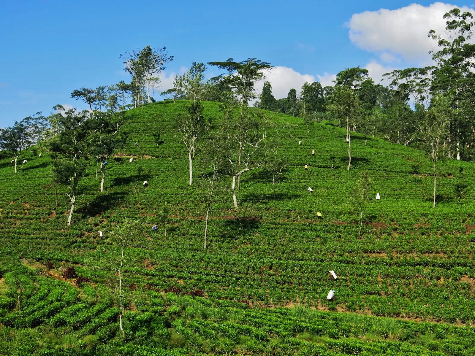 Шриланка НУВАРИЯ Элия. Nuwara Eliya чай. Нувара Элия поезд. Нувара Элия на карте. Элия шри ланка