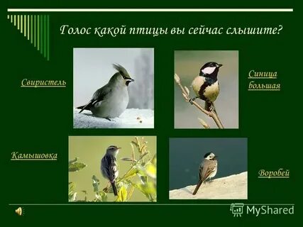 Как распознать птицу
