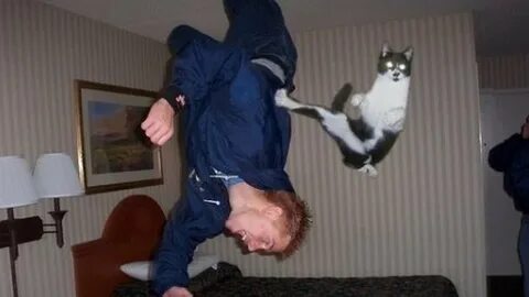 Я бью кошек