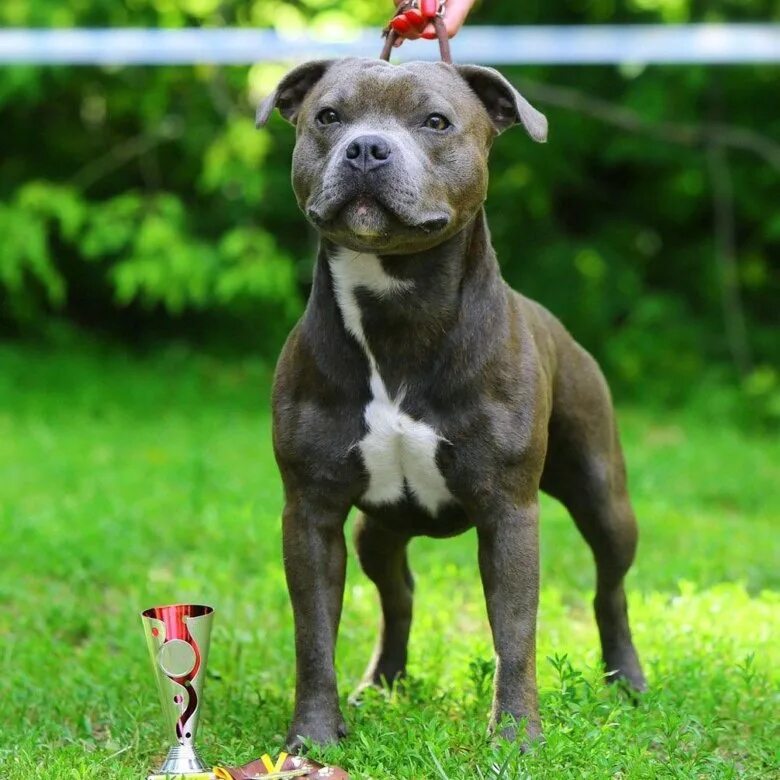 Стаффордширский бультерьер миниатюрный. Ирландский стаффордширский бультерьер. Стаффордширский бультерьер. Стаффордширский бультерьер спорт. Стаффордширский бультерьер (стаффбуль).