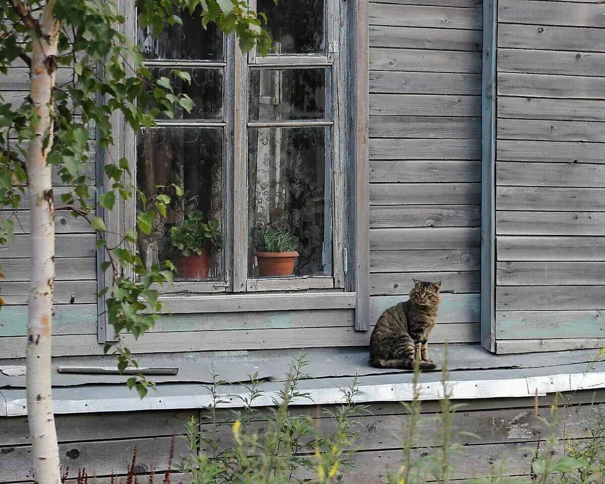 Пороге домой. Деревенская кошка. Окно в деревне. Коты в деревенском доме. Крыльцо в деревне с котом.