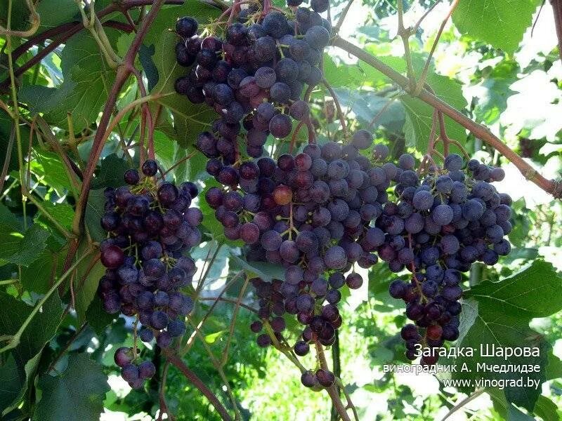 Загадка шарова описание сорта. Сорт винограда загадка Шарова. Виноград загадка Шарова. Сорт винограда загадка Шарова и Чарли. Сорт винограда загадка.