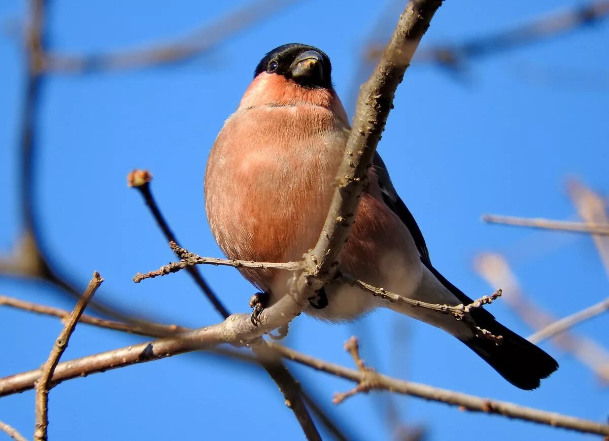 Pyrrhula pyrrhula pyrrhula. Тип снегиря. Сибирский снегирь. Красноголовый снегирь. Снегирь птица уссурийский.