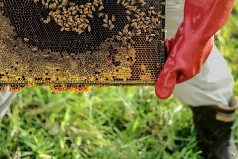 Bee farming