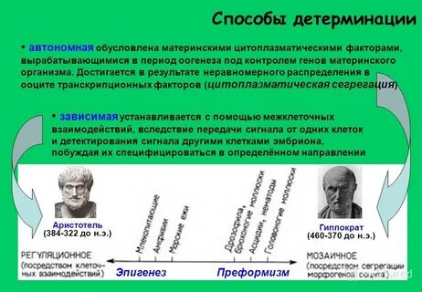 Этапы развития зародыша детерминация дифференцировка и морфогенез