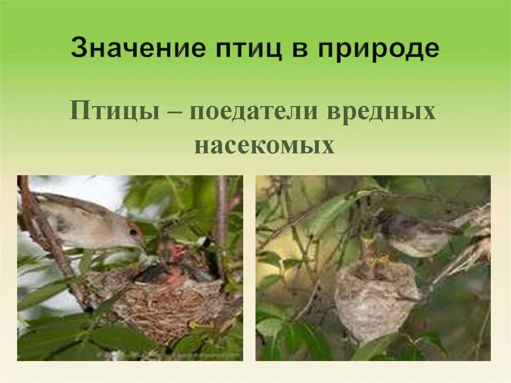 Значение птиц. Значение птиц в природе. Значимость птиц в природе. Значение птив в природе. Многообразие и значение птиц в природе