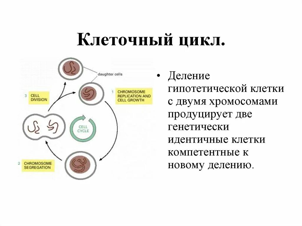 Деление клеток клеточный цикл. Клеточный цикл презентация. Клеточный цикл хромосомы. Схема клеточного цикла. Деление клеток вызывают