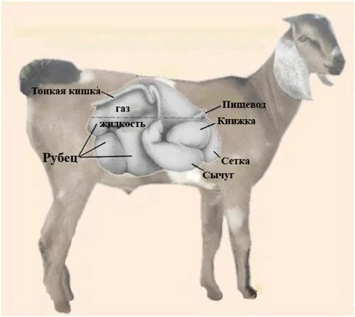 Расположение желудка у козы. Желудок козы строение. Желудок ягнят
