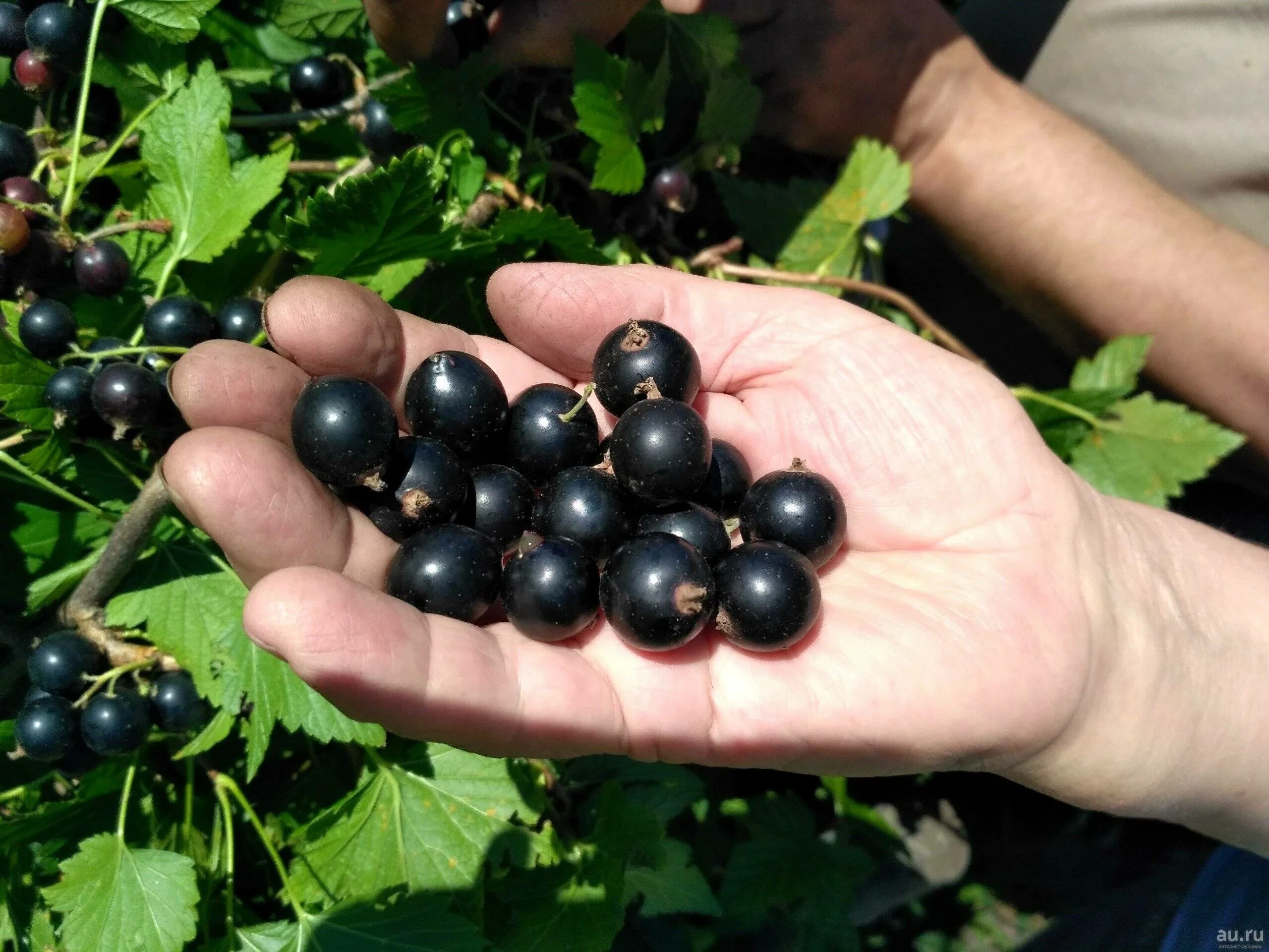 Смородина самая крупная. Смородина самая крупная. Смородина черная дачница. Смородина самая крупная. Смородина сорт гулливер.