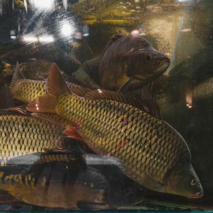 карп чешуйчатый 1 кг. живая рыба карп. карп живой цена за 1 кг в москве. карп живой. карп продукт.