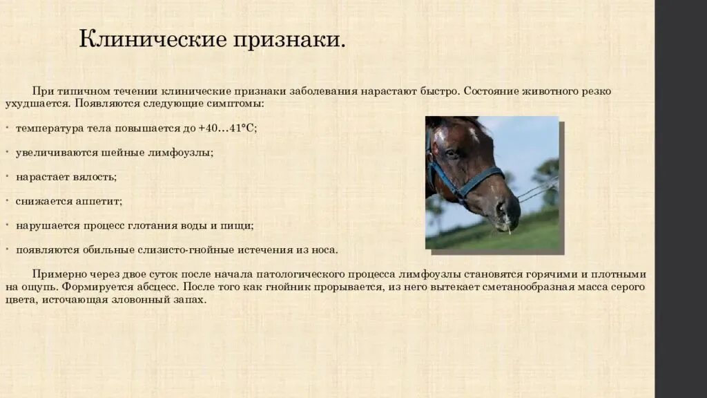 Физическое состояние животного. Инан лошадей клинические признаки. Самые распространенные болезни лошадей.