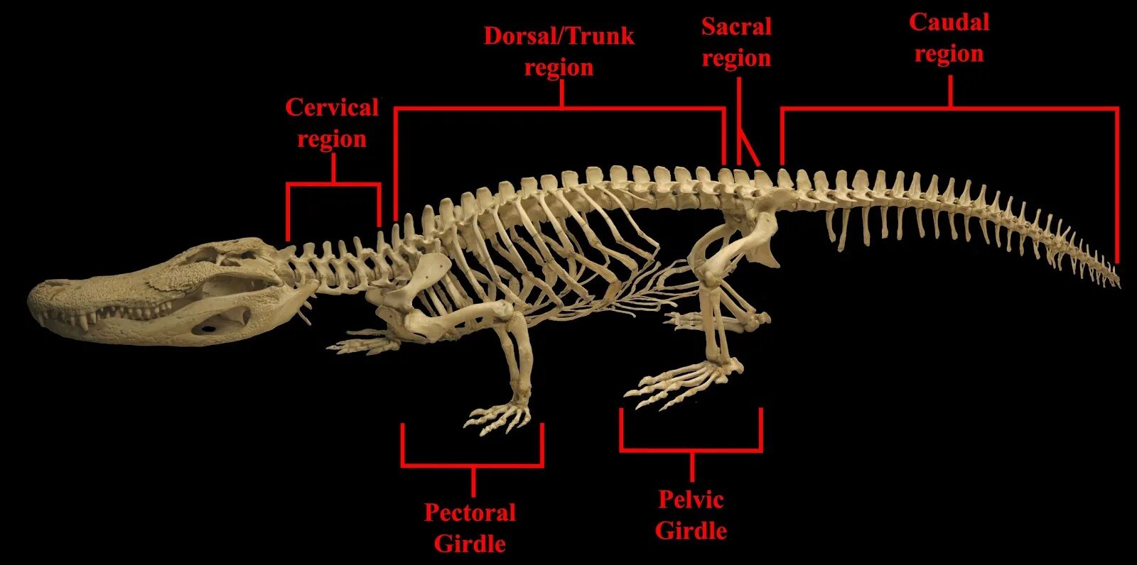 Рептилии ребра. Скелет нильского крокодила. Скелет гаттерии. Анатомия крокодила скелет. Гребнистый крокодил скелет.