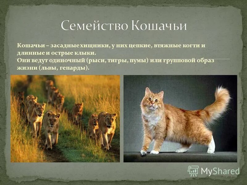 Кем является кот. Кем является кот
