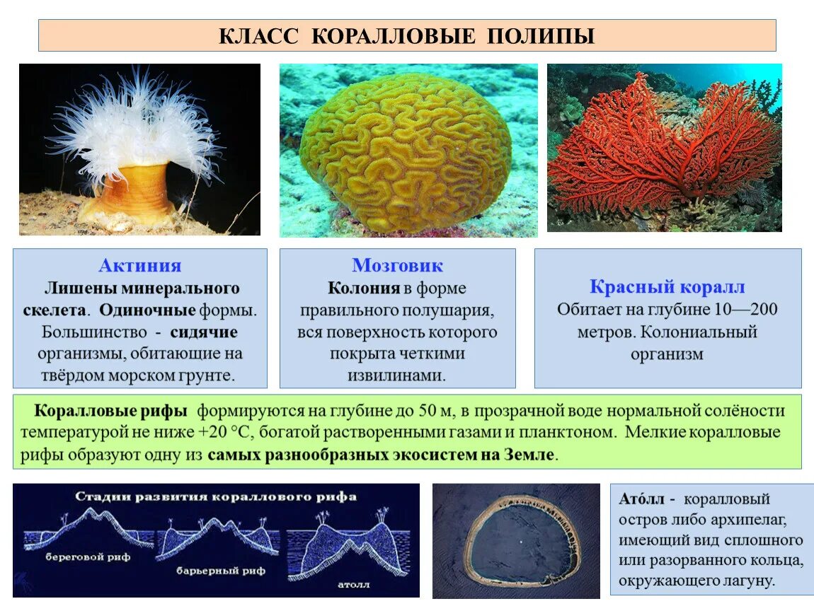 Группа первичноводных животных. Первичноводные позвоночные. Вторичноводные организмы. Первичноводных животных. Что такое вторичные беспозвоночные.