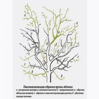 Ея обрезки яблонь