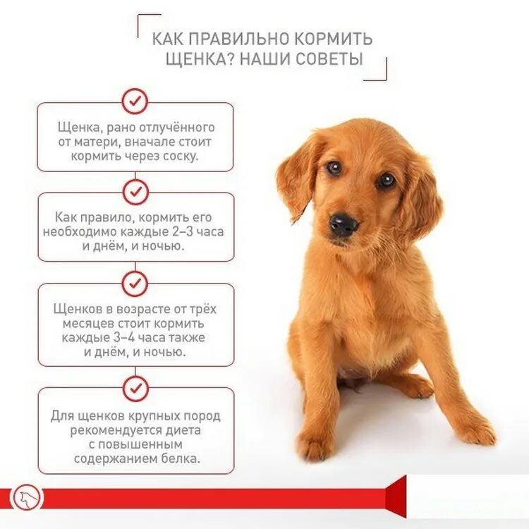 Памятка по правильному кормлению собак. Правильное питание для собак средних пород. План питания для собак. Режим кормления собаки