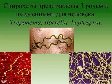 Спирохеты
