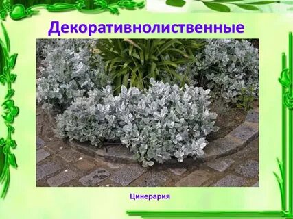 Однолетние декоративно лиственные