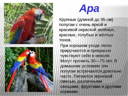 Ара текст