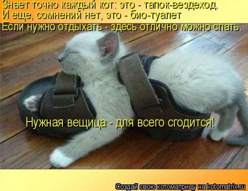 Котик в тапках. Кот на тапке. Кот и тапок. Кот на тапке. Кот в тапках.