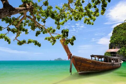 Tree in boat