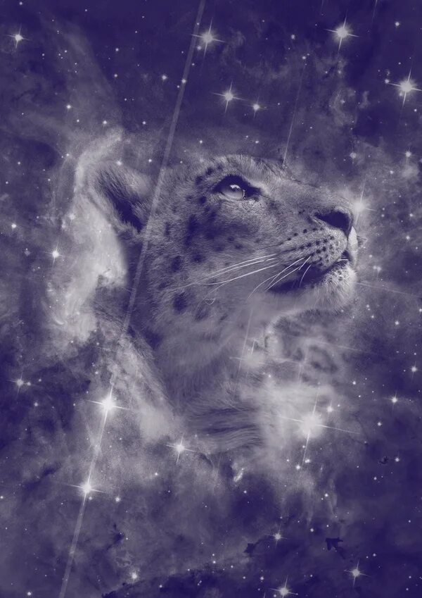 Leopard star