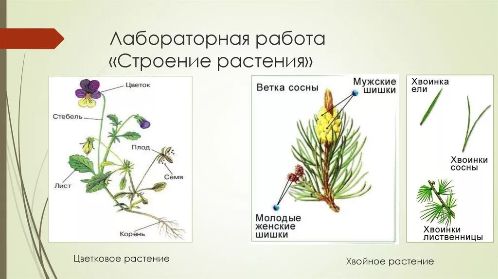 Строение органов растений. Внешнее строение растений. Лабораторная работа строение цветкового растения. Строение цветковых растений.