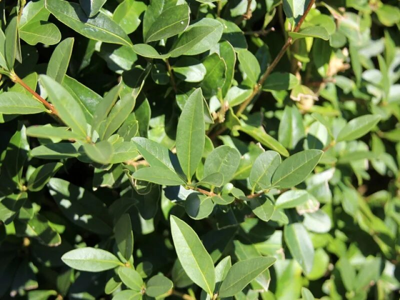 Как выглядит бирючина. Бирючина обыкновенная (ligustrum vulgare). бирючина lodense. бирючина остролистная. бирючина обыкновенная лоденс.