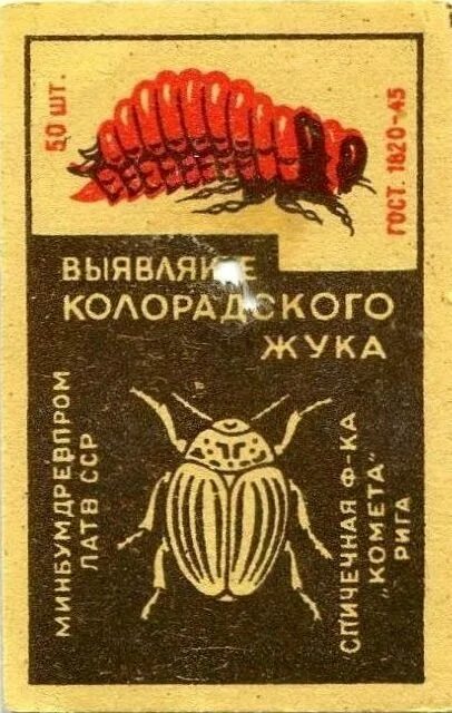 Колорадский жук картинки прикольные. Колорадский жук. Колорадские жуки альбом группы дк. Тигр колорад. Колорадский жук красный.