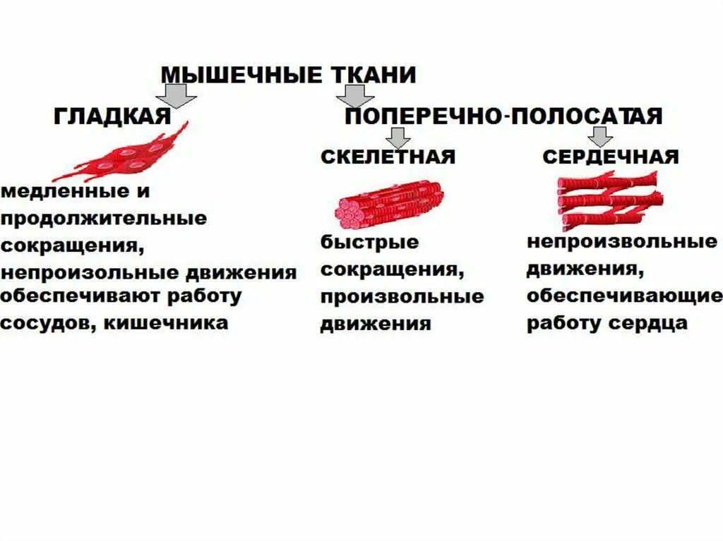 Работа гладких мышц. Отличия гладкой и поперечно-полосатой мышечной ткани. Отличие гладкое и поперечной полосатой мышнчной ткани. Строение поперечно полосатой мышечной ткани таблица. Гладкие и поперечно полосатые мышцы таблица.