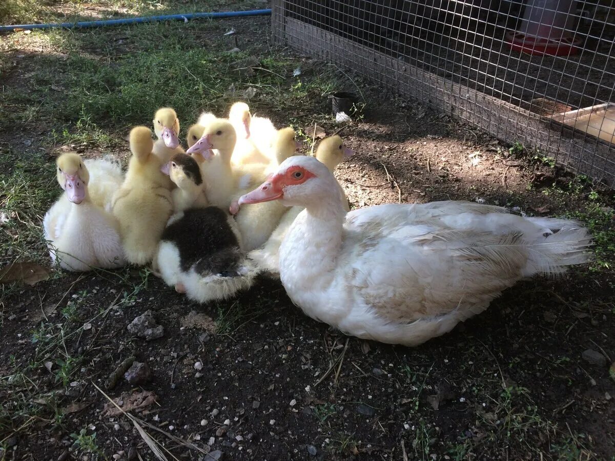 Взрослая утка мулард. Таблица веса утки мулард. Гуси муларды. Муларды утки. Утята муларды содержание.