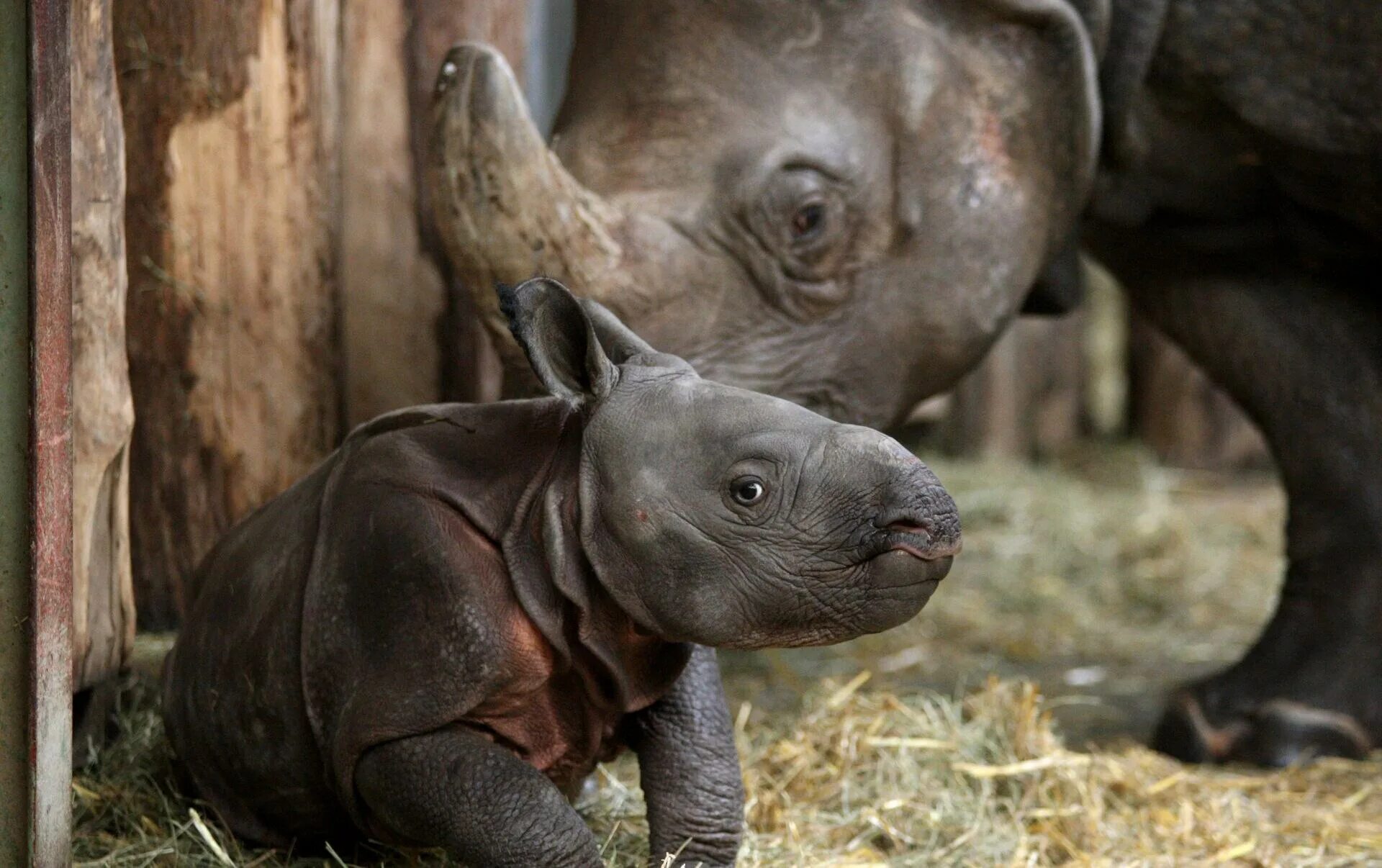 Суматранский носорог. Суматранский носорог детеныш. Новорожденные носороги. Детеныш носорога. Сколько детенышей носорога родилось в 2001 году