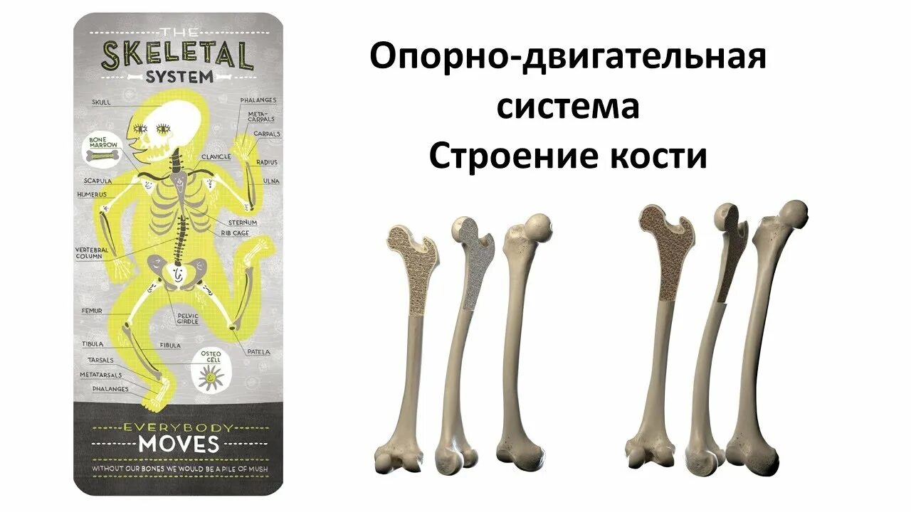 Кости биология. Кости биология 8 класс. Анатомия кости ЕГЭ. Кости человека ОГЭ.